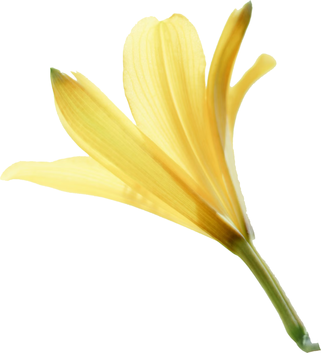 yellow-flower-with-green-stem